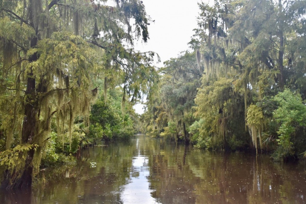 Swamp Lands