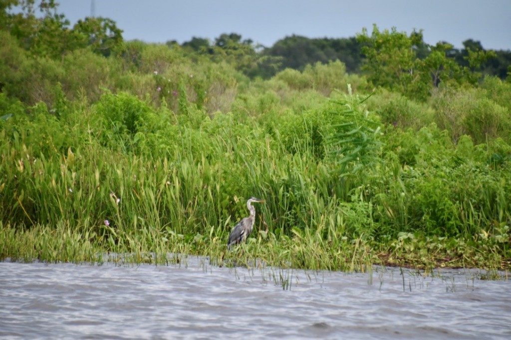 louisiana swamp tours