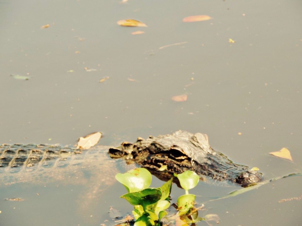 louisiana alligator tour