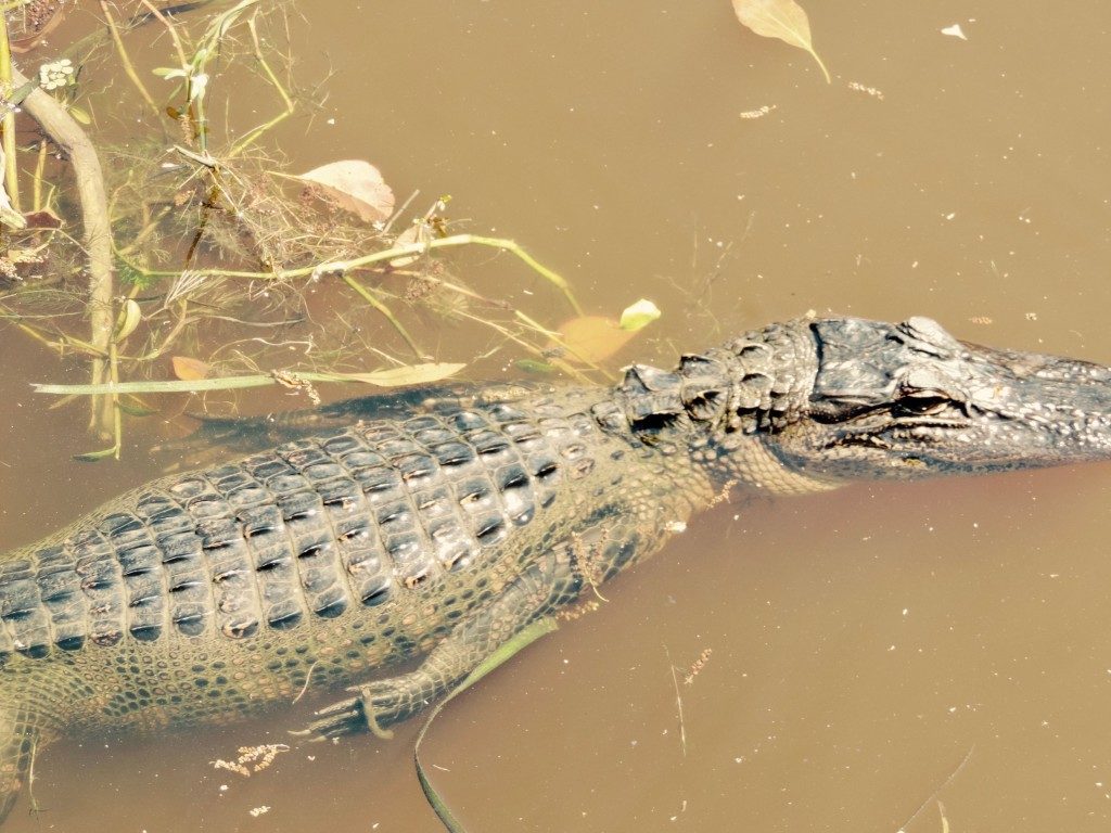 alligator tour new orleans