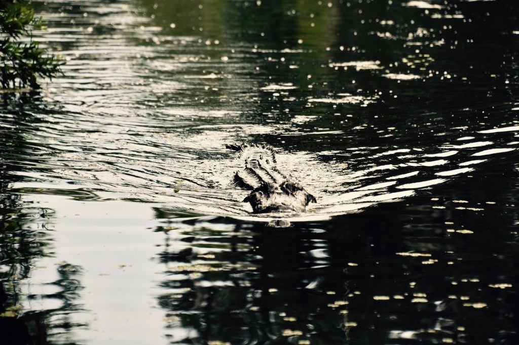 new orleans gator tours